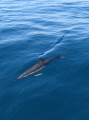   Delphinus Delphis. C7070. Delphis C-7070. C-7070 7070.  